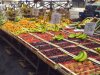 Obststand auf dem Markt Antignano in Neapel (© Redaktion - Portanapoli.com)