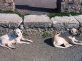 Streunernde Hunde in Pompeji (© Redaktion - Portanapoli.com)