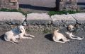 Streunernde Hunde in Pompeji (© Redaktion - Portanapoli.com)