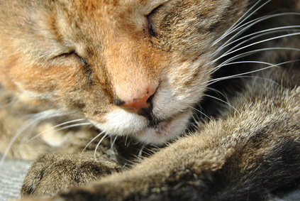 Entspanntes Mittagsschläfchen... (© grafixdarmstadt - Fotolia)