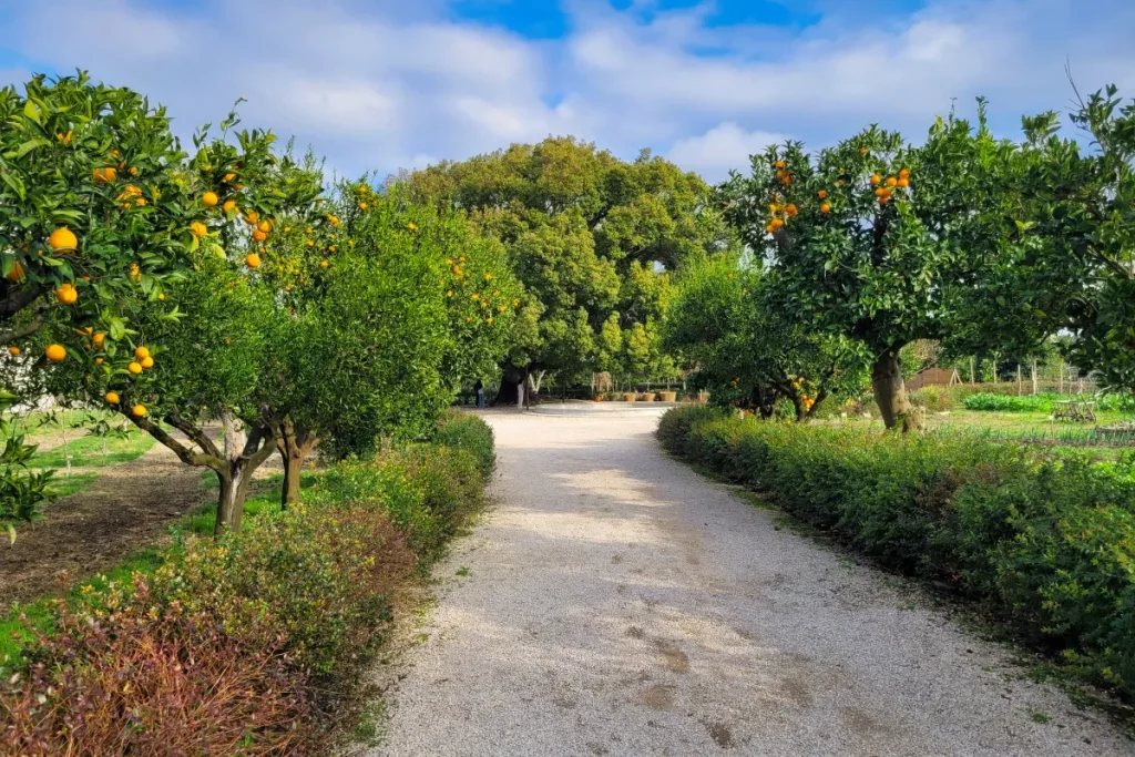 Duftende Orangenbäume im Giardino Torre, Park von Capodimonte